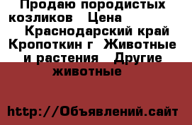 Продаю породистых козликов › Цена ­ 1500-2000 - Краснодарский край, Кропоткин г. Животные и растения » Другие животные   